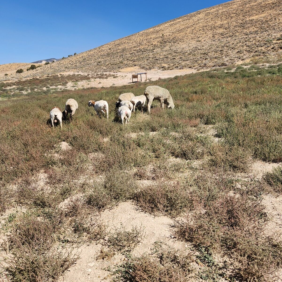 Sheep Lambs ewes bucks ready Dinner/BBQ