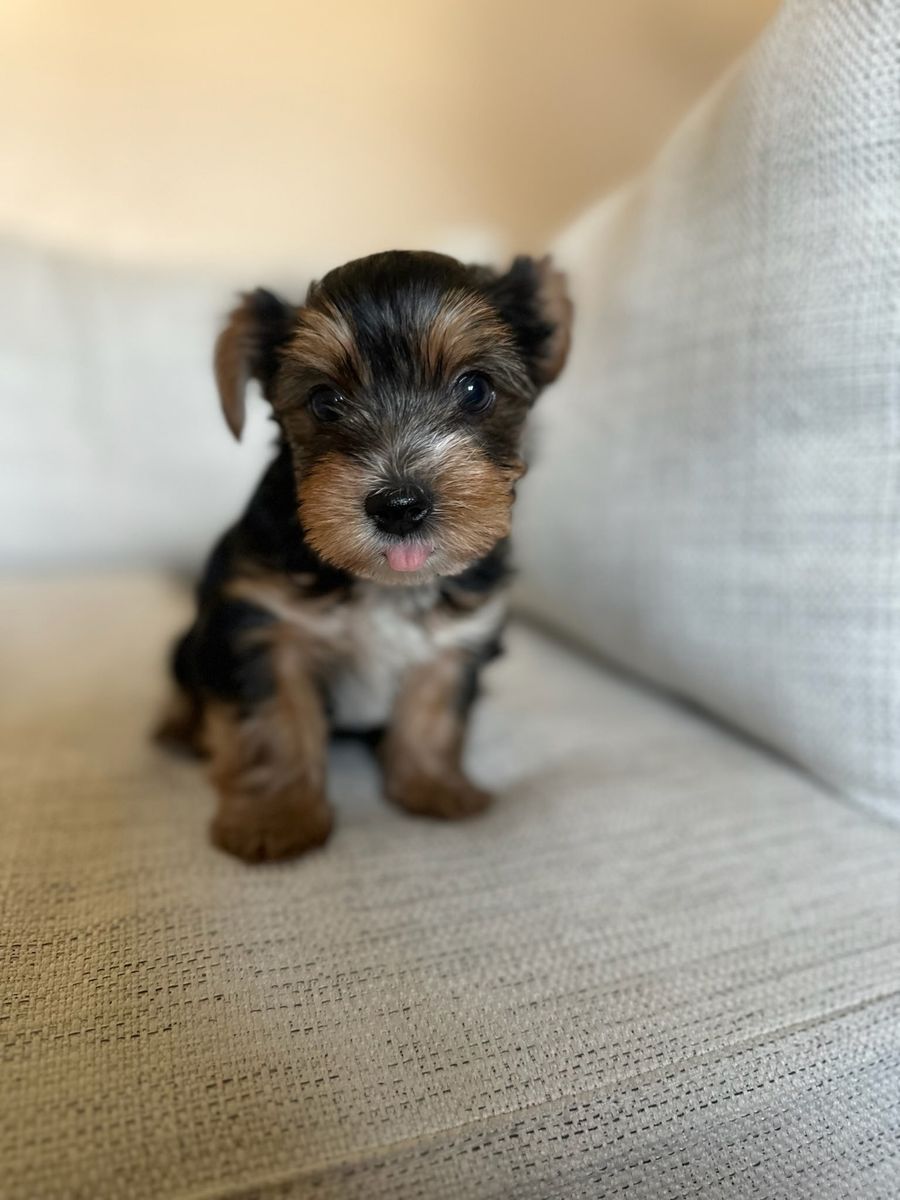 Yorkie puppy male
