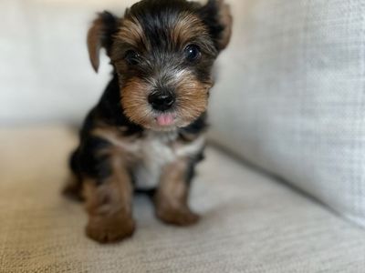Yorkie puppy male
