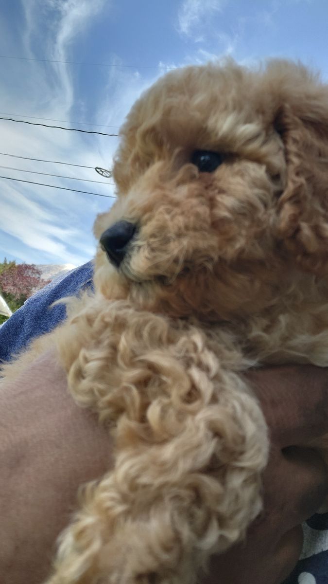 Medium Size Goldendoodle puppies