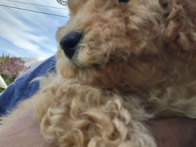 Medium Size Goldendoodle puppies