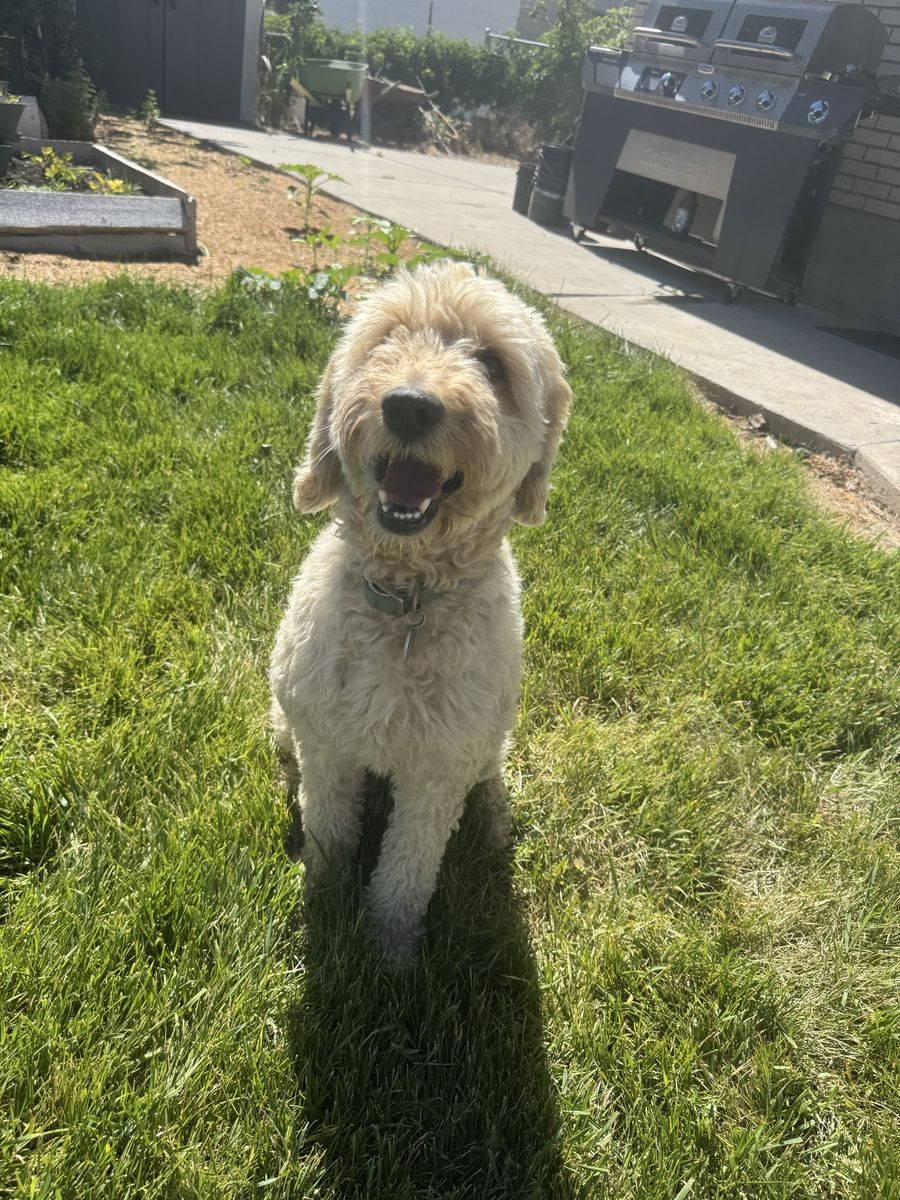 Female poodle golden doodle- Hypoallergenic & no Shedding