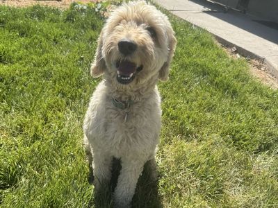 Female poodle golden doodle- Hypoallergenic & no Shedding