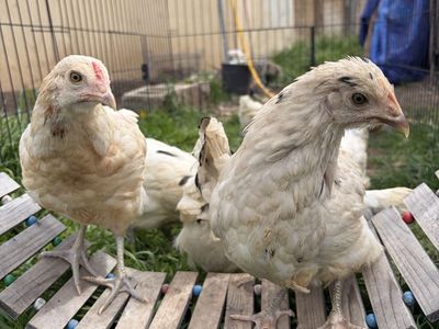 Unsexed Baby Chickens