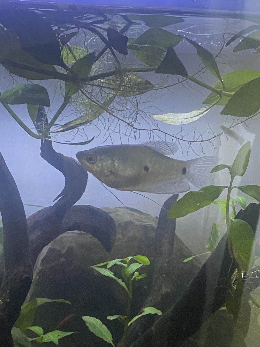 Gourami