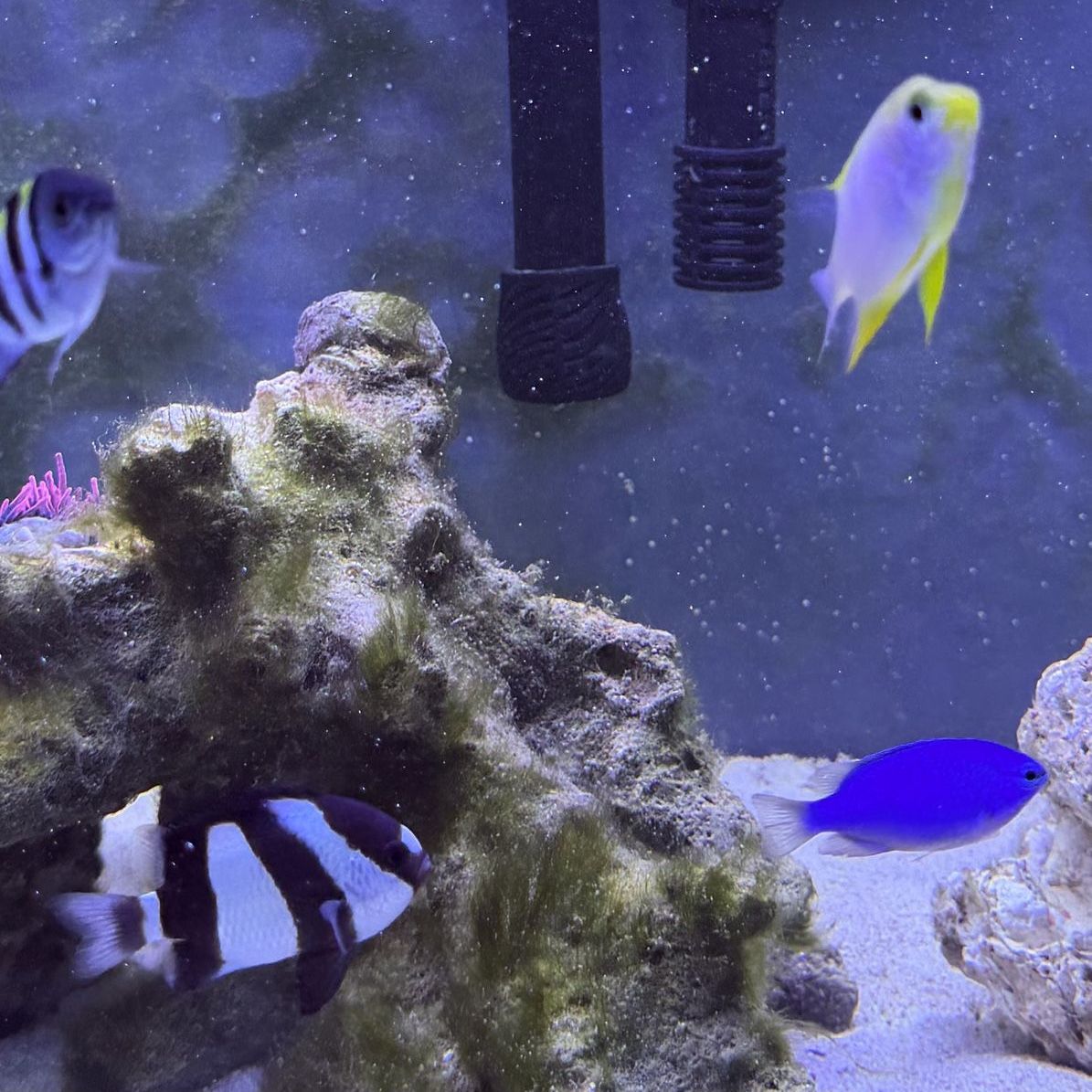 Saltwater Damselfish 