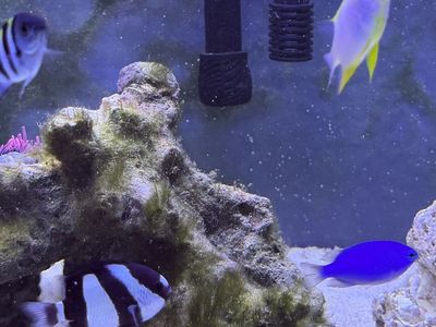 Saltwater Damselfish