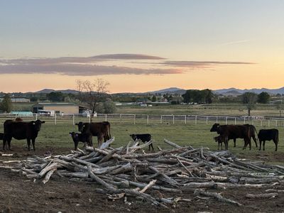 Wagyu Cow Calf Pairs