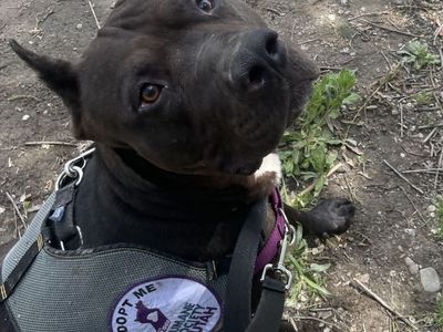 Hello my name is Jax