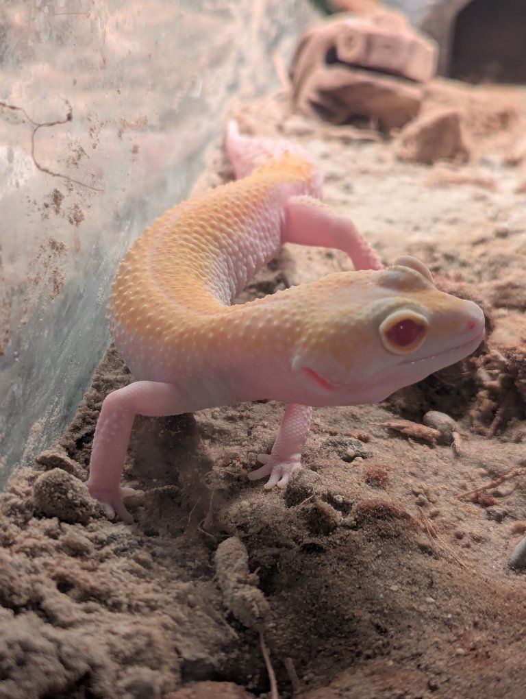 Sweet Female Leopard Gecko with Full Setup