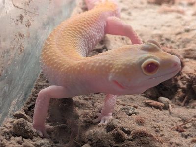 Sweet Female Leopard Gecko with Full Setup