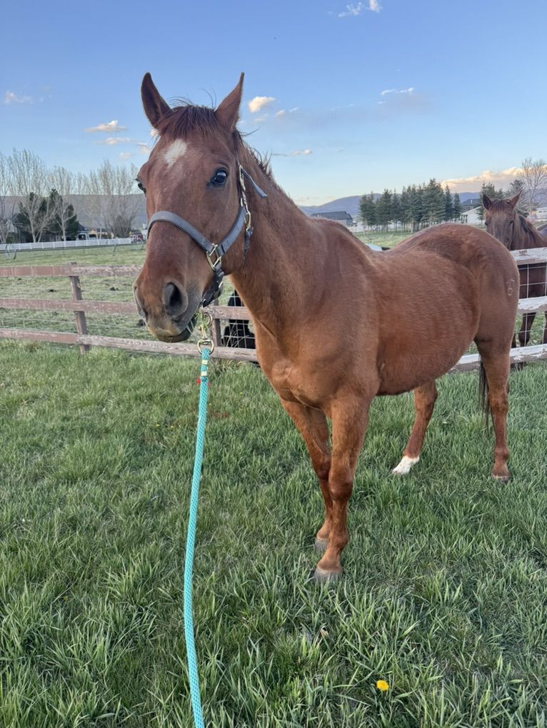 Kid friendly Gelding Horse