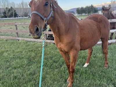 Kid friendly Gelding Horse