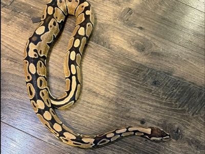 Ball Python