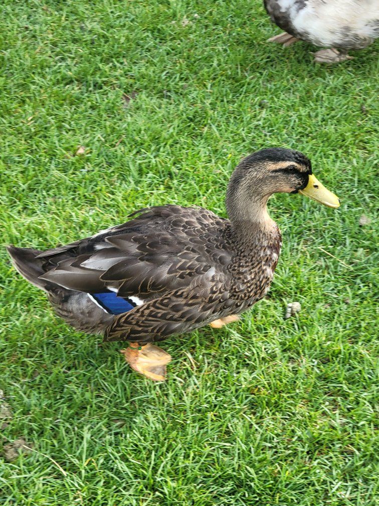 rouen duck