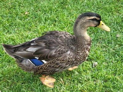 rouen duck