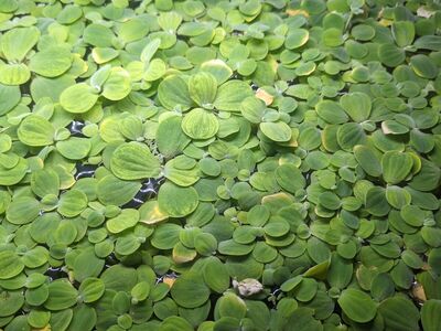Dwarf water lettuce