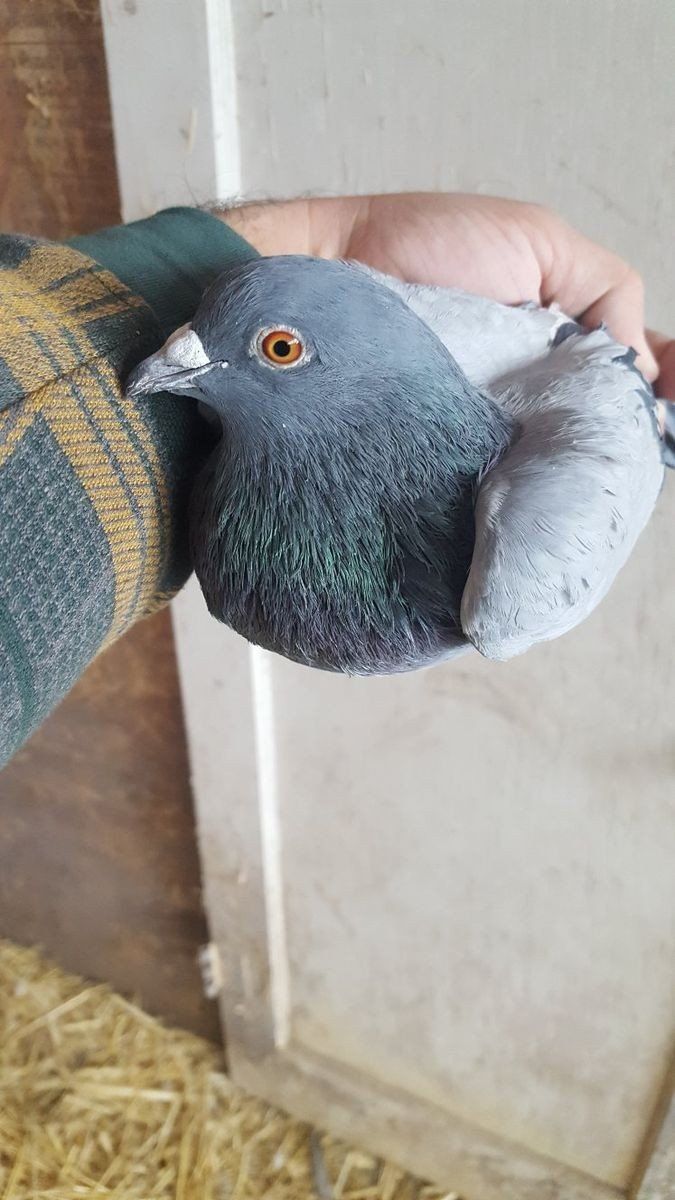 Feral Pigeons