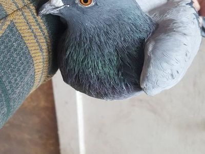 Feral Pigeons