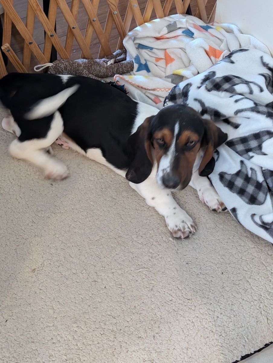 Purebred male Bassett Hound puppy