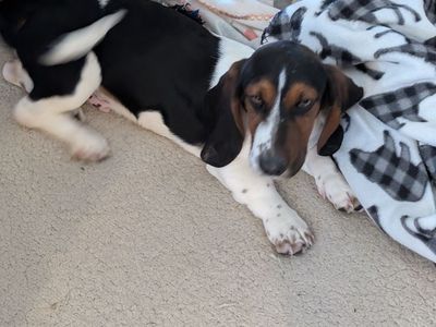 Purebred male Bassett Hound puppy