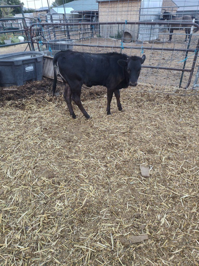 Nice little Calves
