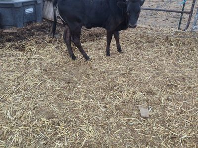 Nice little Calves