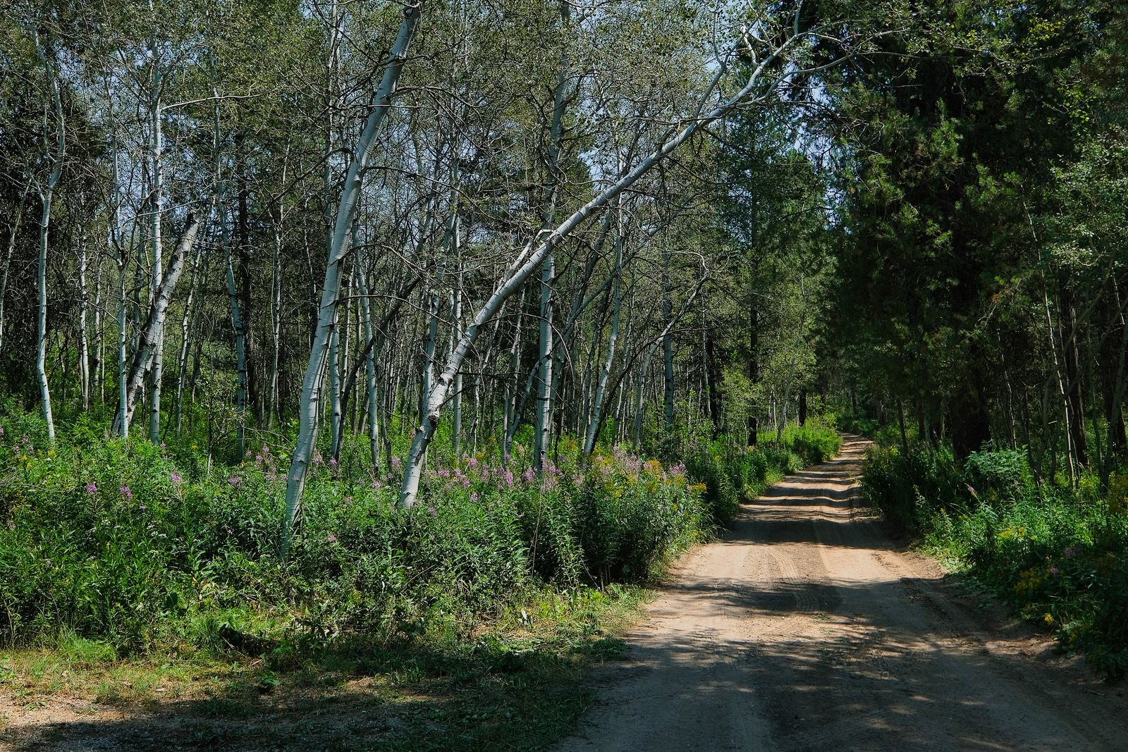 5.04 Acres Bordering National Forest | No CCRs | Tetonia, ID