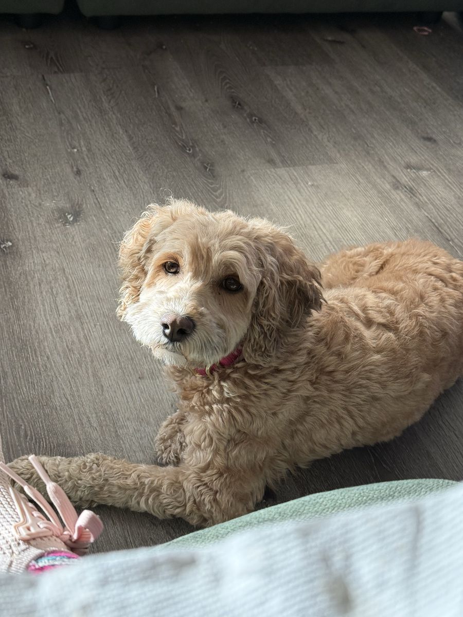 Charlie- looking for home