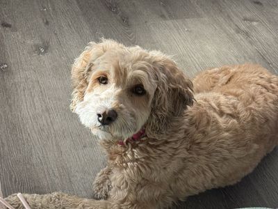 Charlie- looking for home