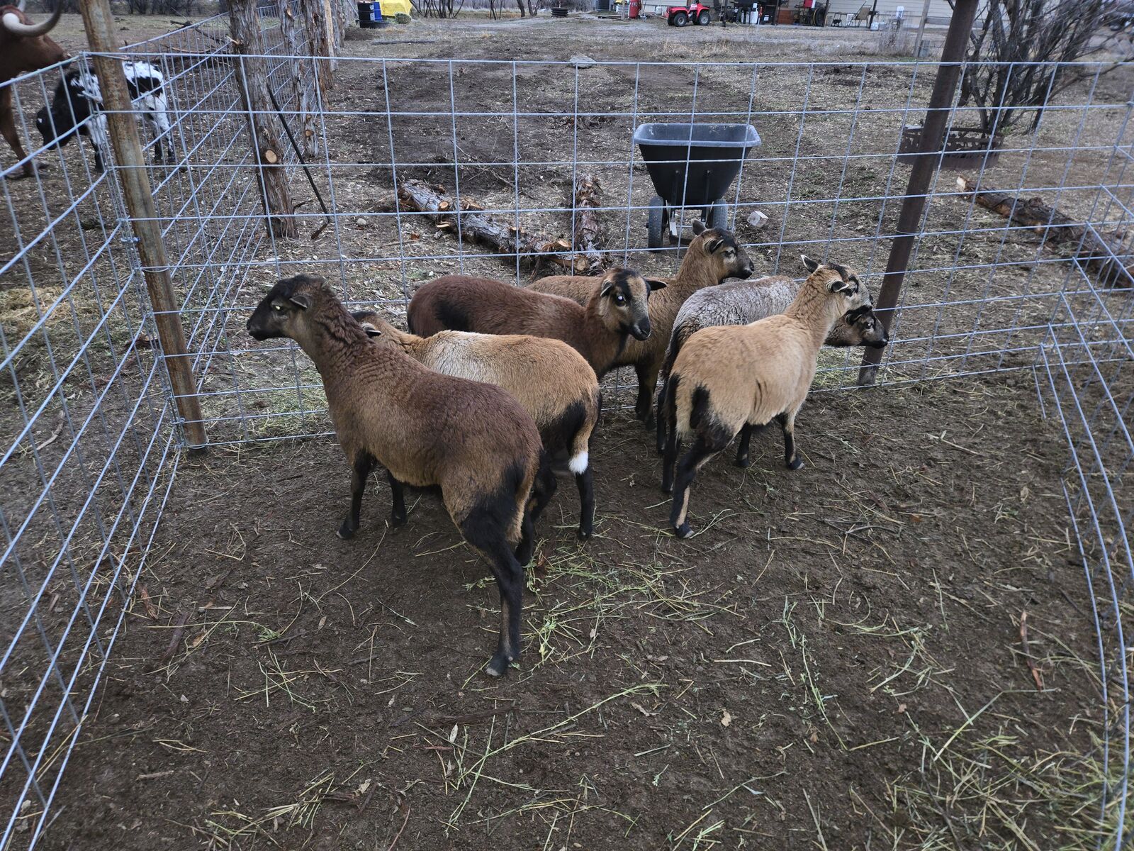 American blackbelly ewes