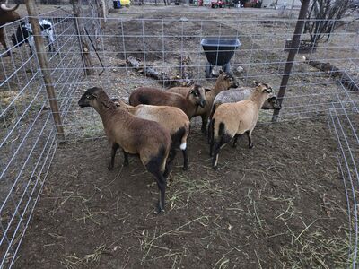 American blackbelly ewes