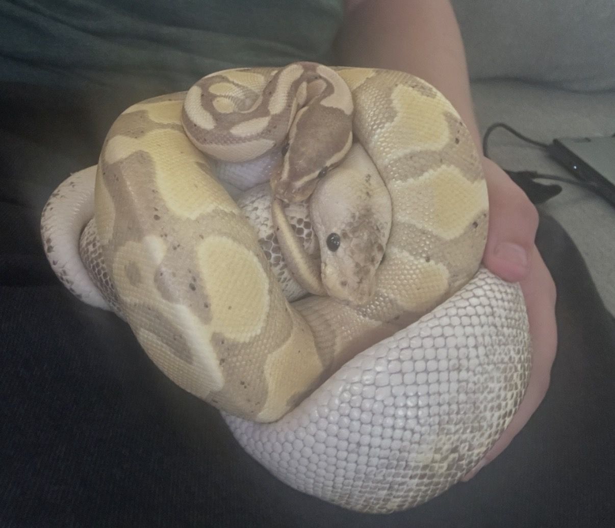 2 ball pythons + 120gal enclosure