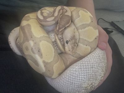 2 ball pythons + 120gal enclosure