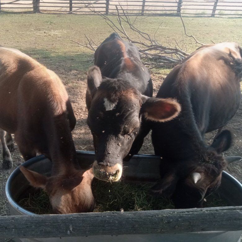 JERSEY BEEF (BULLS)