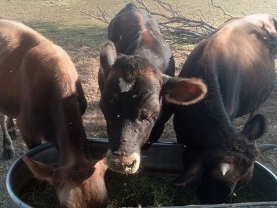 JERSEY BEEF (BULLS)
