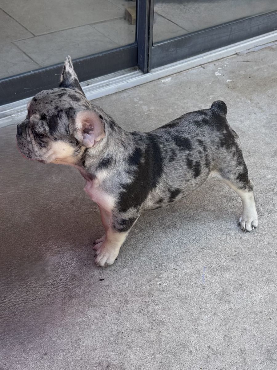 French Bulldog Puppy