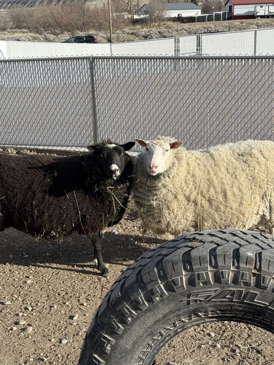Finnsheep