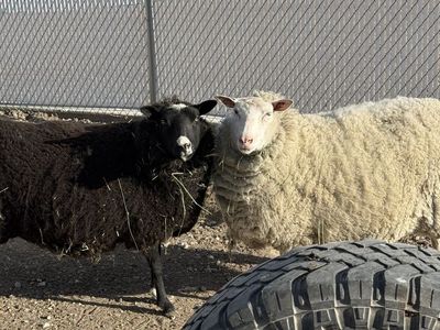 Finnsheep