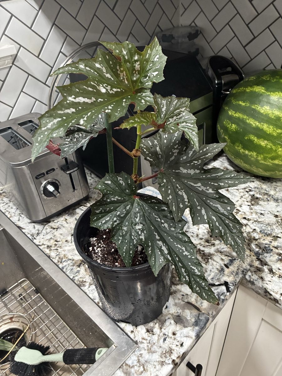 Begonia  Sofia celest