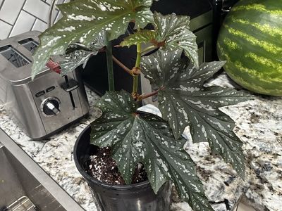 Begonia Sofia celest