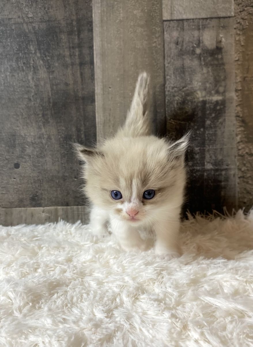 TICA Cherubim Ragdoll kittens!