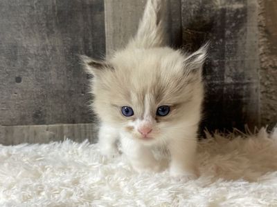 TICA Cherubim Ragdoll kittens!
