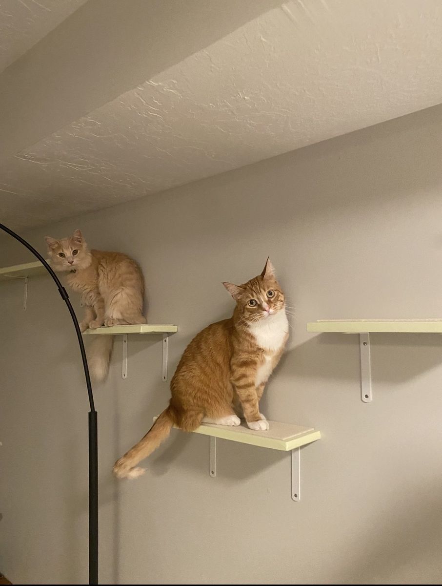 Cat Wall Shelves