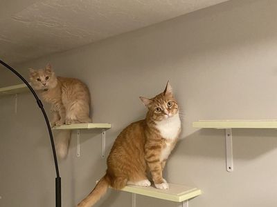 Cat Wall Shelves