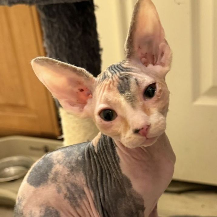 Sphynx Calico female Kitten