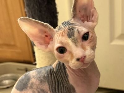 Sphynx Calico female Kitten