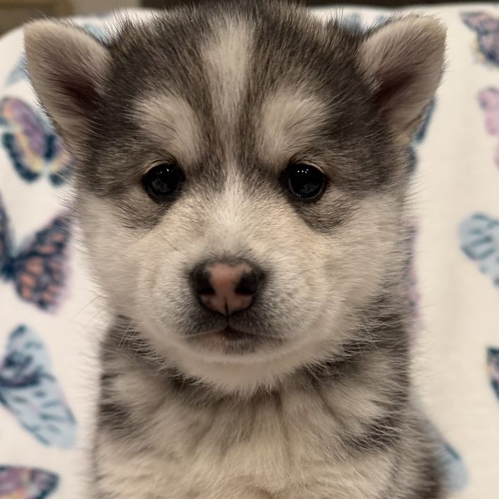 Alaskan Klee Kai Mini Husky Puppy Not Pomsky
