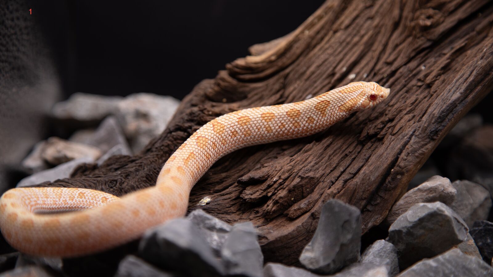 Hognose for Sale