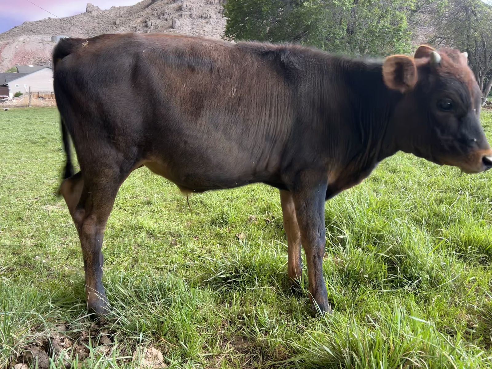 Weined Steer Pasture Ready